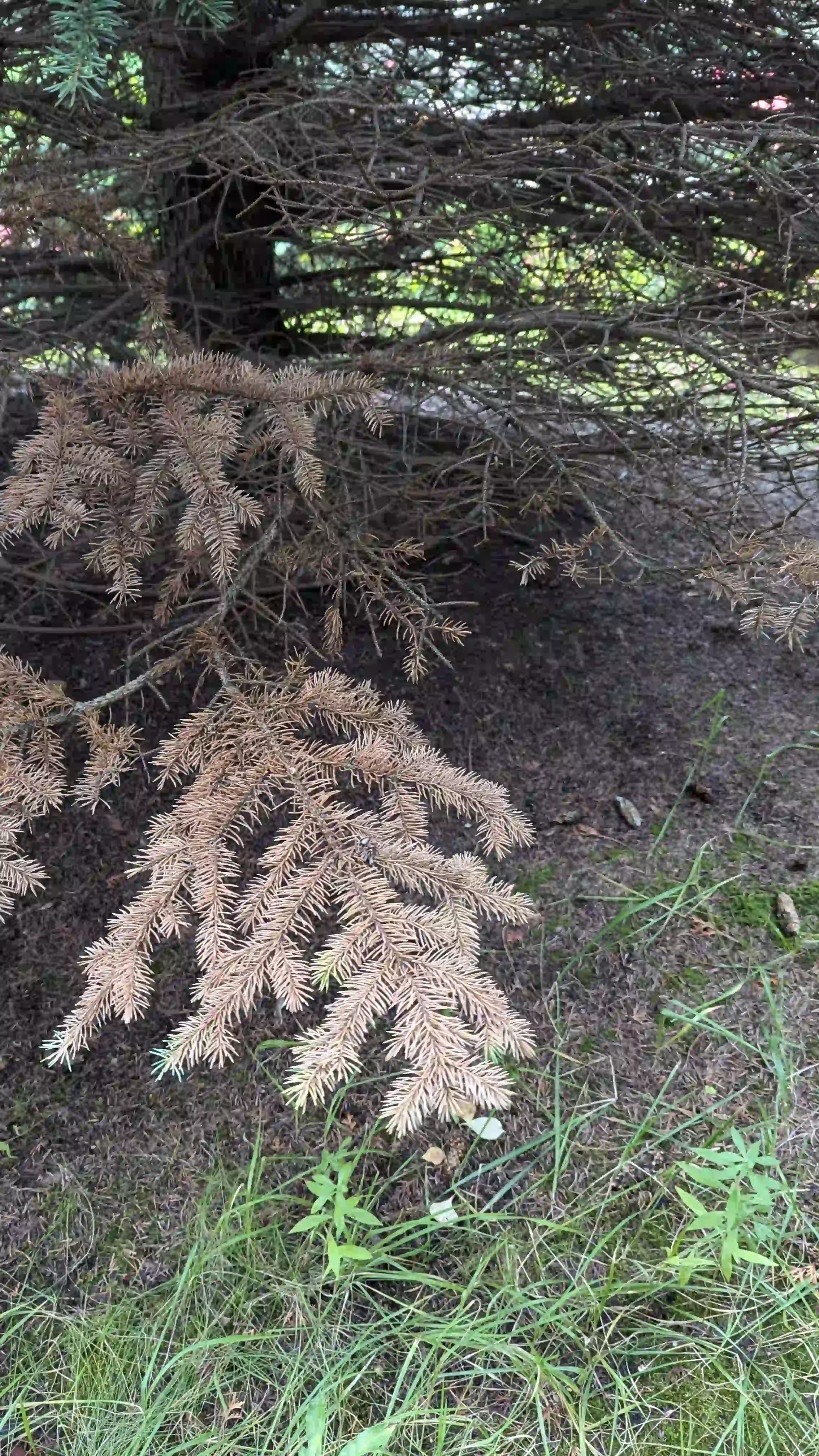 Болезни нижнего яруса в г. Электросталь
